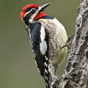 Male. Note: red chin (female's is white).