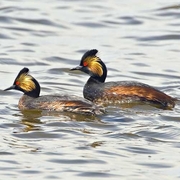 Pair of breeding adults